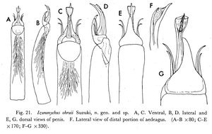 Penis (from original description)