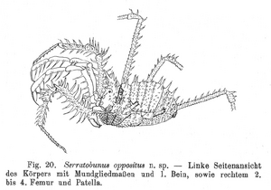 Metibalonius oppositus Roewer-1927a