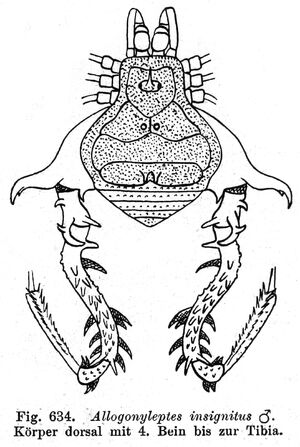 Allogonyleptes insignitus Roewer, 1917