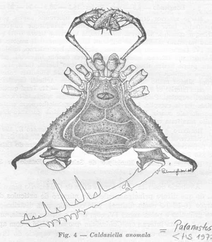 Caldasiella anomala Soares 1942