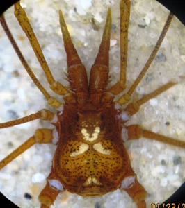 Unidentified Stygnicranainae from Colombia - Male, dorsal view.