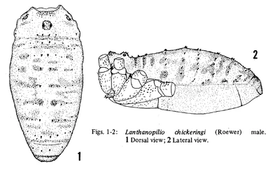 Lanthanopilio chickeringi (Roewer, 1956) by Cokendolpher & Cokendolpher, 1984