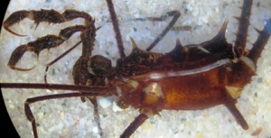 Phareicranaus sp. from Colombia