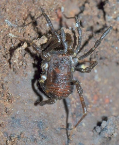 Zamorinae - Zamora granulata Roewer, 1928, male from Zamora-Chinchipe, Ecuador. Photo copyright © A.B. Kury. Used with permission.
