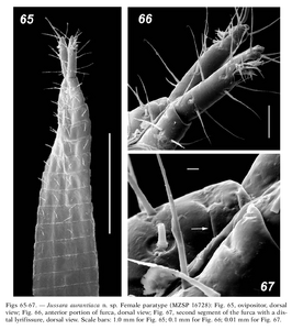 Jussara aurantiaca Tourinho & Kury, 2003 (from original description)