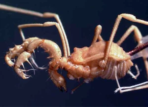 Lola insularis Kratochvíl, 1937 by Ubick & Ozimec 2005