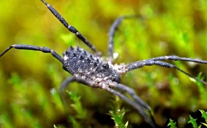 Astrobunus laevipes, male, Germany, Mombach, 19-06-2009