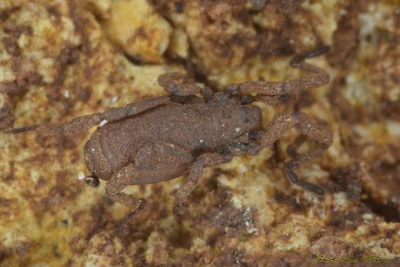 Anelasmocephalus brignolii, photographed in Usini (SS) Sardinia-Italy on 12-03-2012. Photo copyright © Salvatore Canu, used with permission.