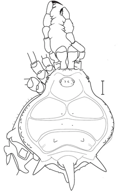 M. neptunus. Male, holotype, IBSP 1502. Dorsal view. Scale bar = 1mm. From original description [1]