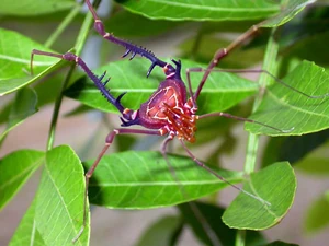 Sodreana by Glauco.jpg (74 KB) Sodreana sodreana Mello-Leitão, 1922 - Brazil - from Laboratory of arthropod behavior and evolution. Copyright © Glauco Machado'