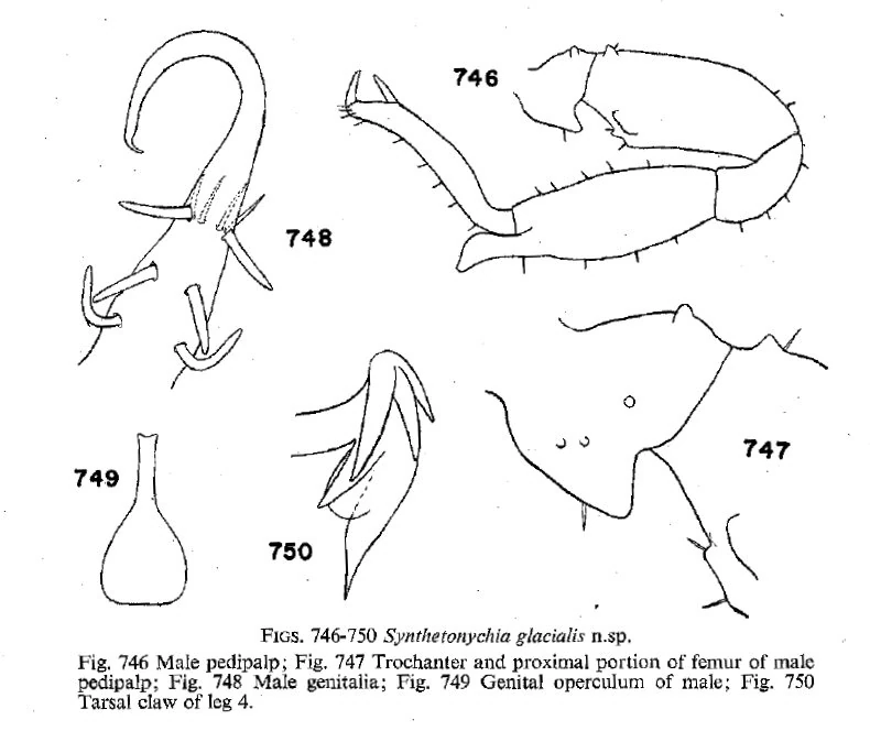 Synthetonychia glacialis Opiliones Wiki Fandom
