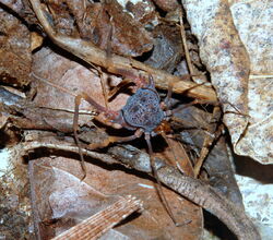 Amazochroma pedroi, male from Rondonia. Photo copyright (c) Anker & Martins. Used with permission.