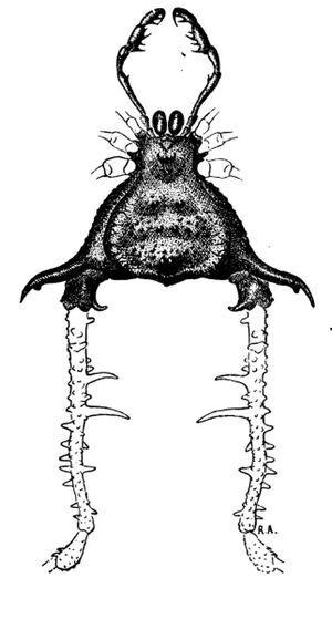 Acanthogonyleptes singularis