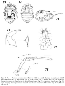 Jussara aureopunctata (Roewer, 1953) (from Tourinho & Kury, 2003)