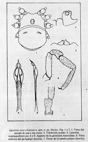 Aguilaia mucuchiensis González-Sponga, 2003