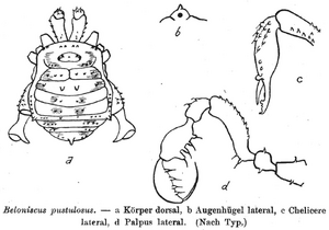 Beloniscus pustulosus Loman-1893