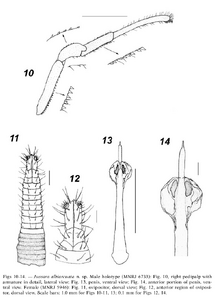 Jussara albiarcuata Tourinho & Kury, 2003 (from original description)