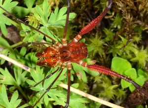 Metasarcidae - Incasarcus dianae Kury & Maury, 1998. Adult male, from Cusco, Peru. Photo Copyright © Arthur Anker & Pedro H. Martins. Used with permission.