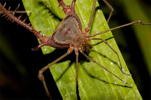 Acanthogonyleptes - by Enio Branco - Votorantim, São Paulo, Brasil