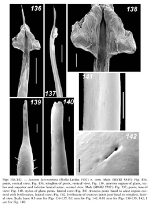 Jussara luteovariata (Mello-Leitão, 1932) (from Tourinho & Kury, 2003)