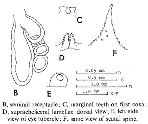 Heterogagrella biseriata Suzuki, 1981 (from original description)