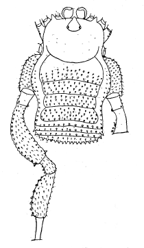 Zalanodius Opiliones Wiki Fandom