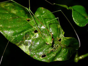 Metarthrodes by Glauco.jpg (83 KB) Metarthrodes longipes (B. Soares, 1945) - Brazil - from Laboratory of arthropod behavior and evolution - cropped. Photo copyright © Glauco Machado
