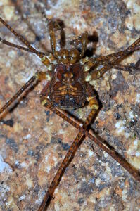 Ischnotherus tenebrosus, male from PARES Pedra Azul, ES. Copyright © AB Kury, from the forthcoming ASAH.