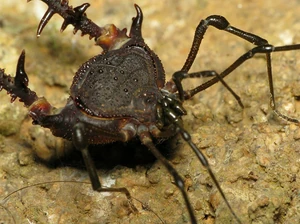 Neosadocus by techuser