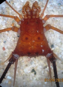 Unidentified cranaid from Colombia