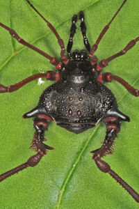Gonyleptes saprophilus Mello-Leitão, 1922, São Paulo State, Brazil. Copyright © Ricardo Pinto-da-Rocha.