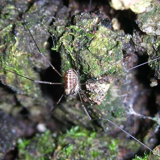 Caddo Opiliones Wiki Fandom