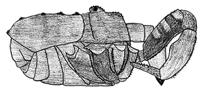 Protolophus singularis.png
