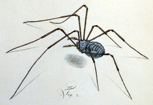 Opiliones - Wikipedia