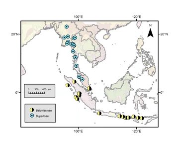 SE Asia, showing Beloniscidae subfamilies.