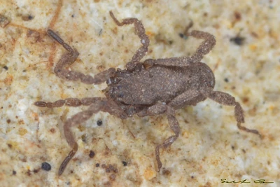 Anelasmocephalus brignolii, photographed in Ittiri (SS) Sardinia-Italy on 19-02-2012. Photo copyright © Salvatore Canu, used with permission.