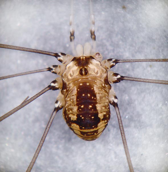 Opiliones - Wikipedia