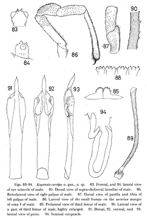 Koyamaia curvipes