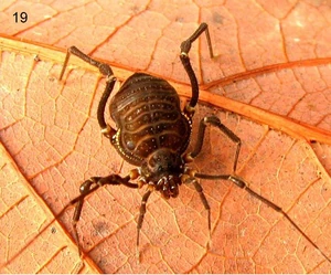 Licornus tama Villarreal-Kury-2012-f.jpg (95 KB) Licornus tama Female paratype (from original description)