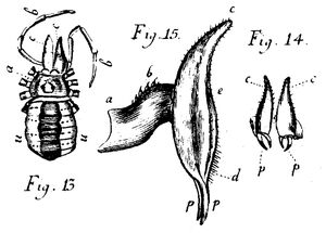 Phalangium cornutum de Geer 1778