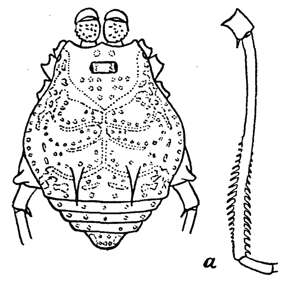 Eucynorta bipectinata Opiliones Wiki Fandom