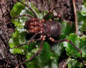 Stygnopsidae - Paramitraceras sp. - Honduras - from flickr. Copyright © asnyder5 Andrew Snyder