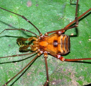 Goniosoma unicolor (Mello-Leitão, 1932). Adult female from Santa Teresa, ES. Photo Copyright © Pedro H. Martins.
