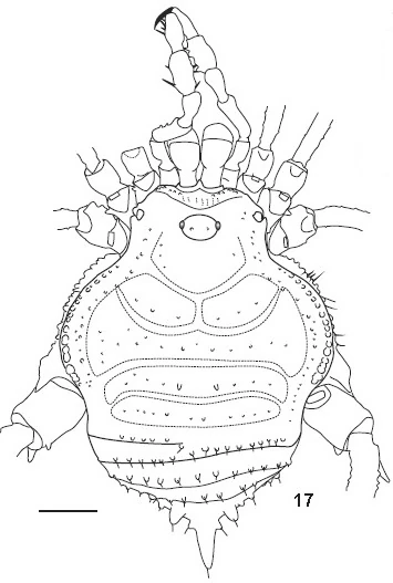 Hutamaia plei Opiliones Wiki Fandom