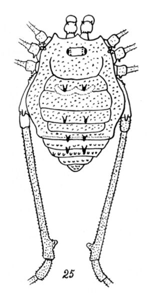 Chinchipea bicurvata Roewer, 1952