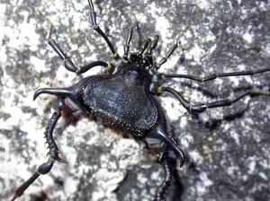 Cobaniinae - Cobania picea (Bertkau, 1880) - Brazil - from Laboratory of arthropod behavior and evolution - cropped. Copyright © Glauco Machado