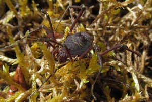 Rhaucus quinquelineatus (Simon, 1879) from Colombia highlands. Photo copyright Miguel Medrano.