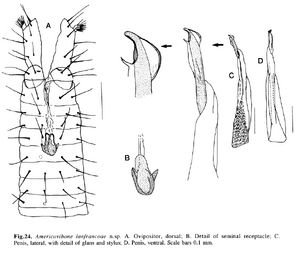 Genitalia (from original description)