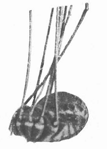 Jussara luteovariata (Mello-Leitão, 1932) from original description