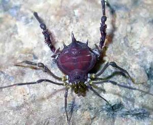 Heteropachylinae - Magnispina neptunus Mendes, 2011 male, Brazil - from Laboratory of arthropod behavior and evolution. Copyright © Glauco Machado